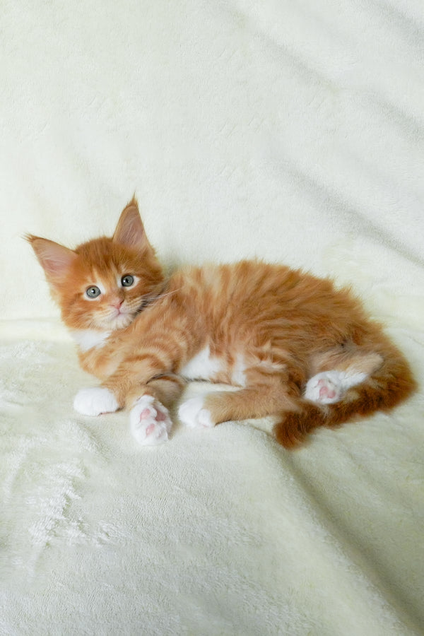 Esaul | Maine Coon Kitten