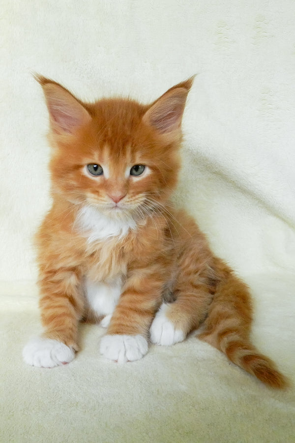 Esaul | Maine Coon Kitten