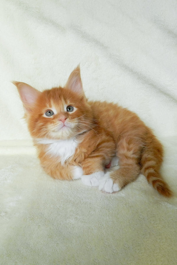 Esaul | Maine Coon Kitten