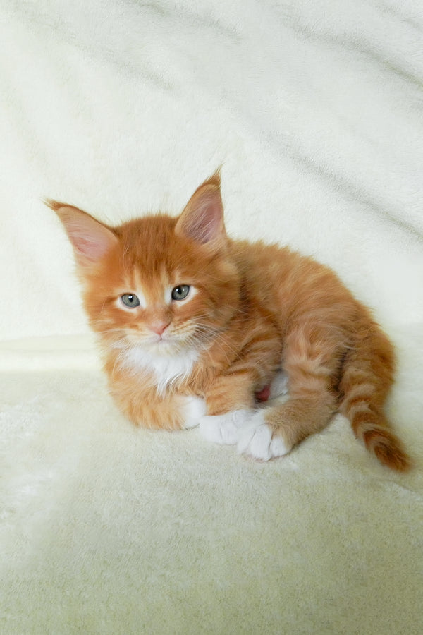 Esaul | Maine Coon Kitten