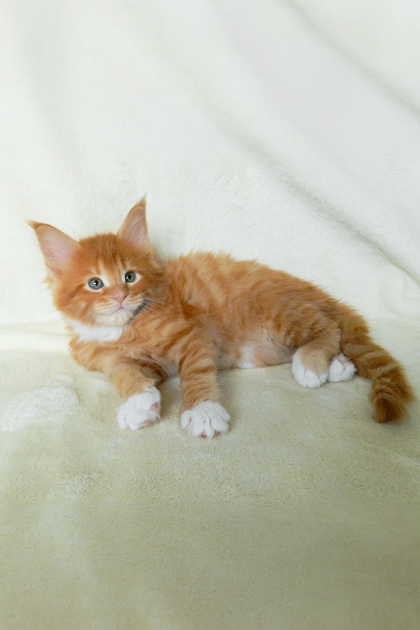 Esaul | Maine Coon Kitten