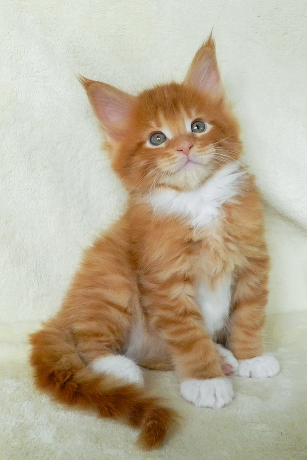 Esaul | Maine Coon Kitten