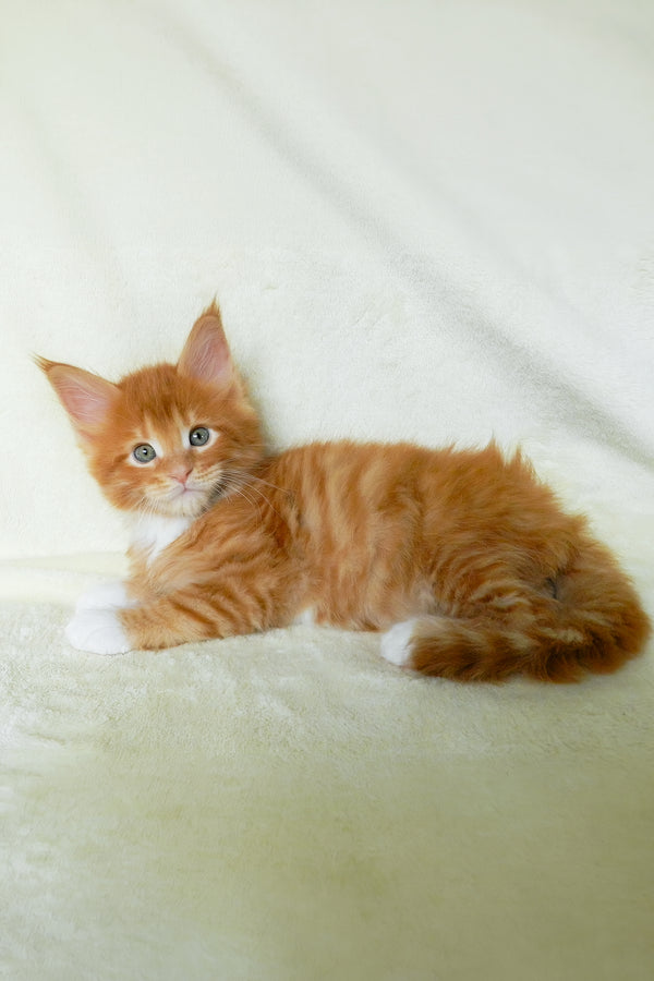 Esaul | Maine Coon Kitten