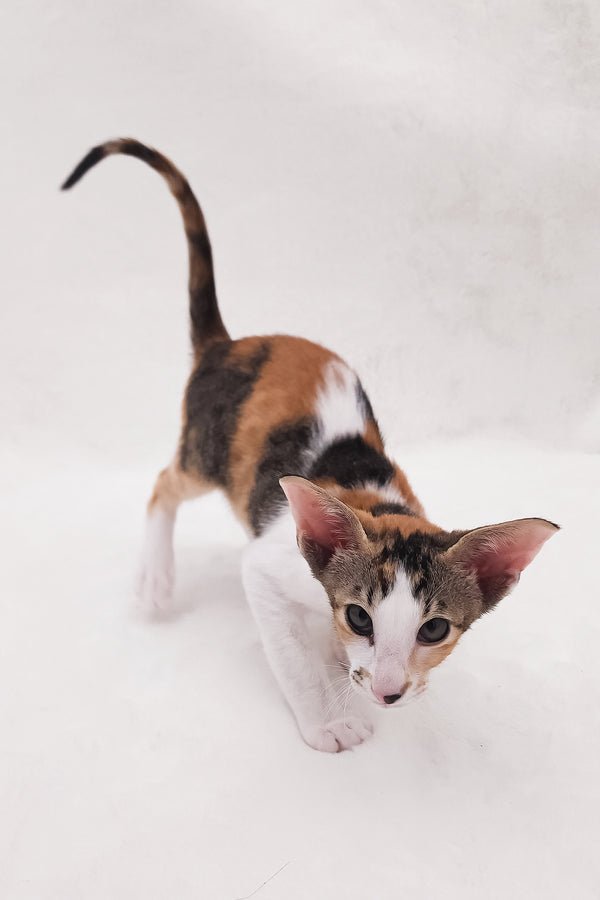 Esme | Oriental Shorthair Kitten