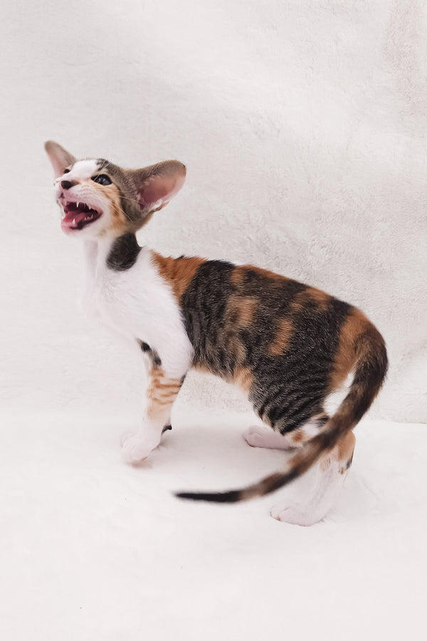 Esme | Oriental Shorthair Kitten