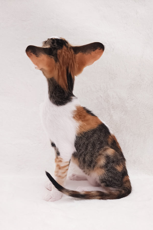 Esme | Oriental Shorthair Kitten