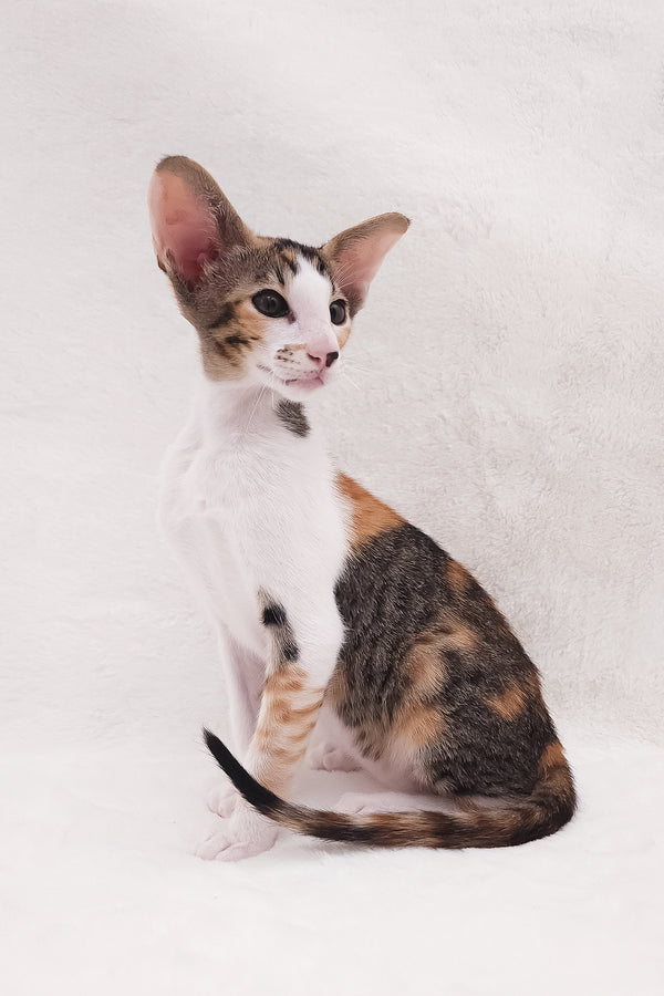 Esme | Oriental Shorthair Kitten