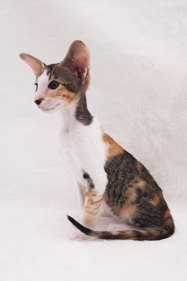Esme | Oriental Shorthair Kitten