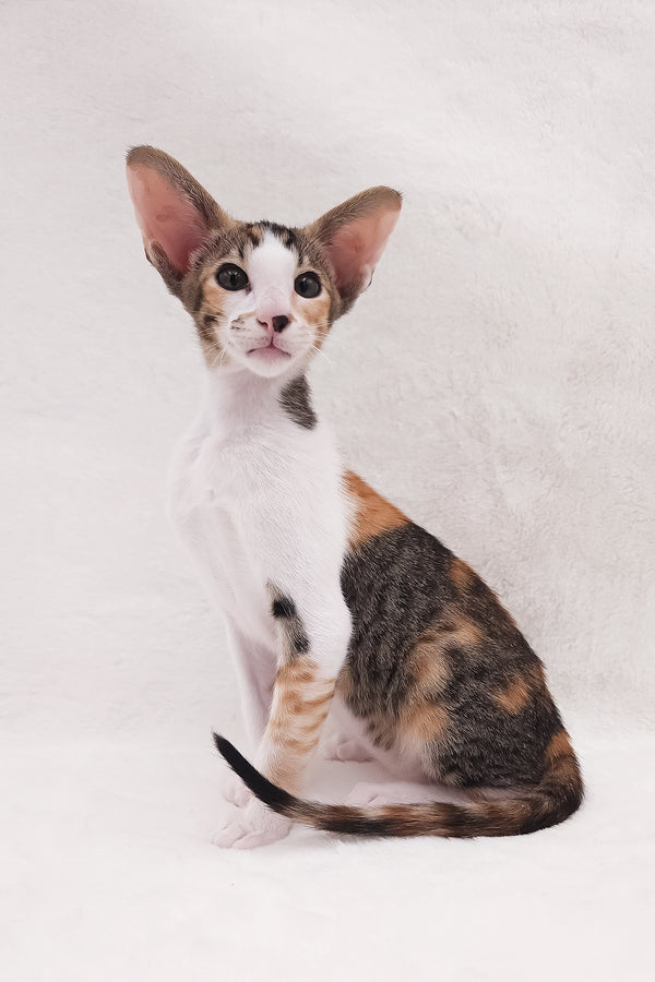 Esme | Oriental Shorthair Kitten