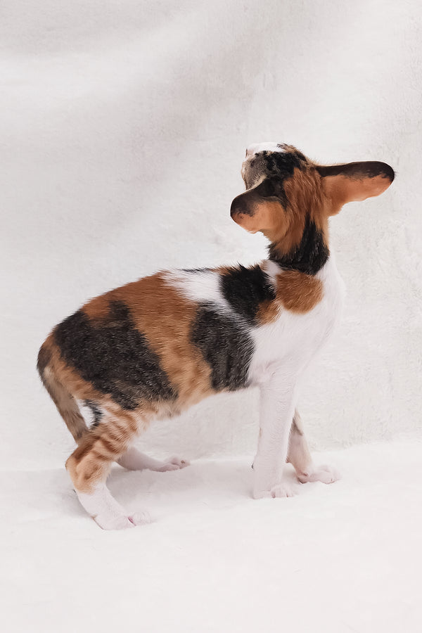 Esme | Oriental Shorthair Kitten