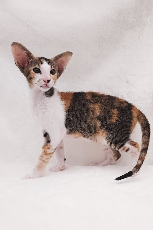 Esme | Oriental Shorthair Kitten