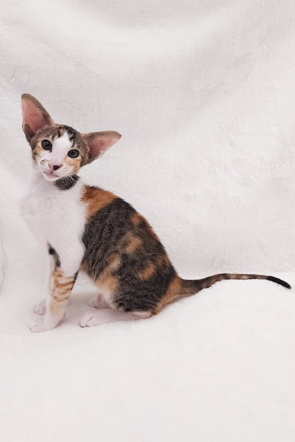 Esme | Oriental Shorthair Kitten