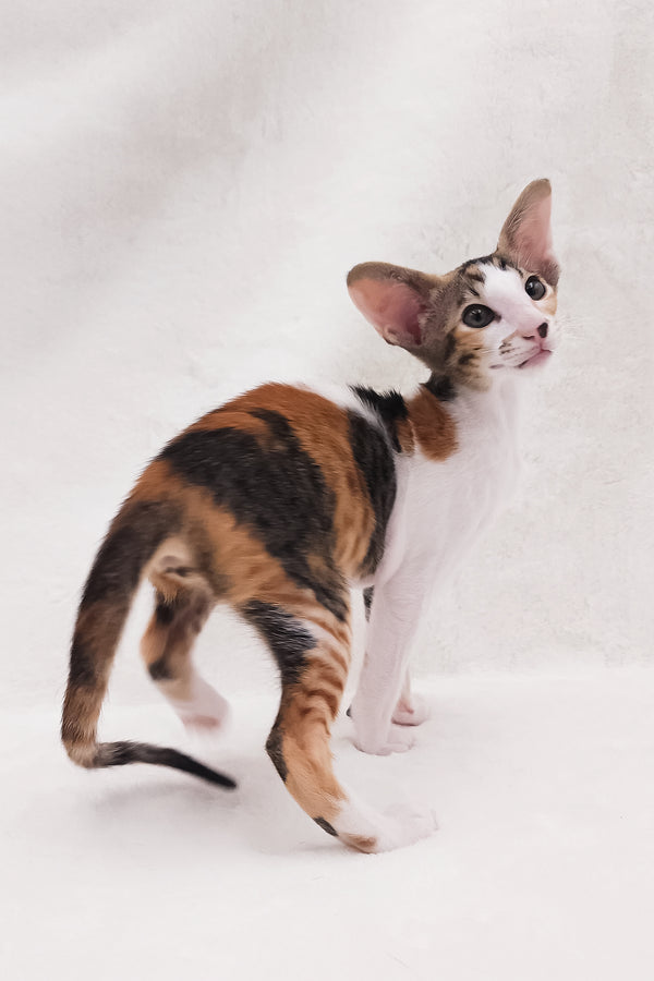 Esme | Oriental Shorthair Kitten