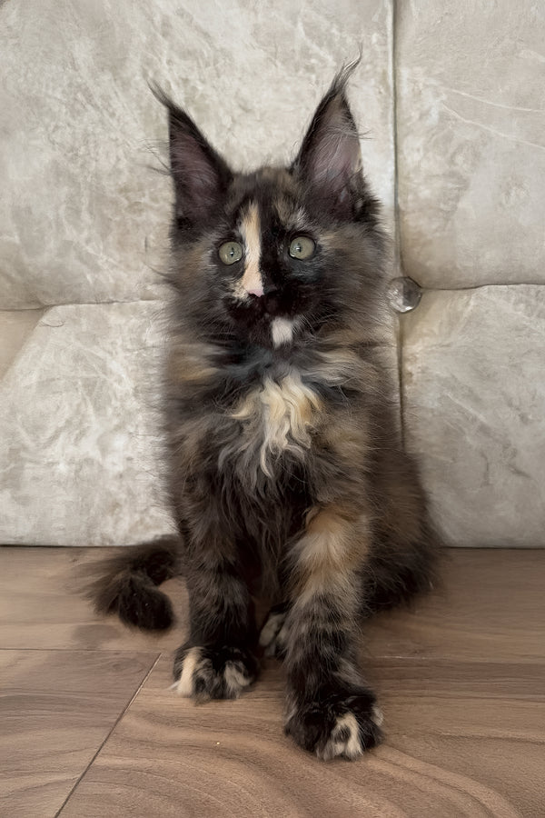 Esmi  | Maine Coon Kitten