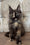 Esmi  | Maine Coon Kitten