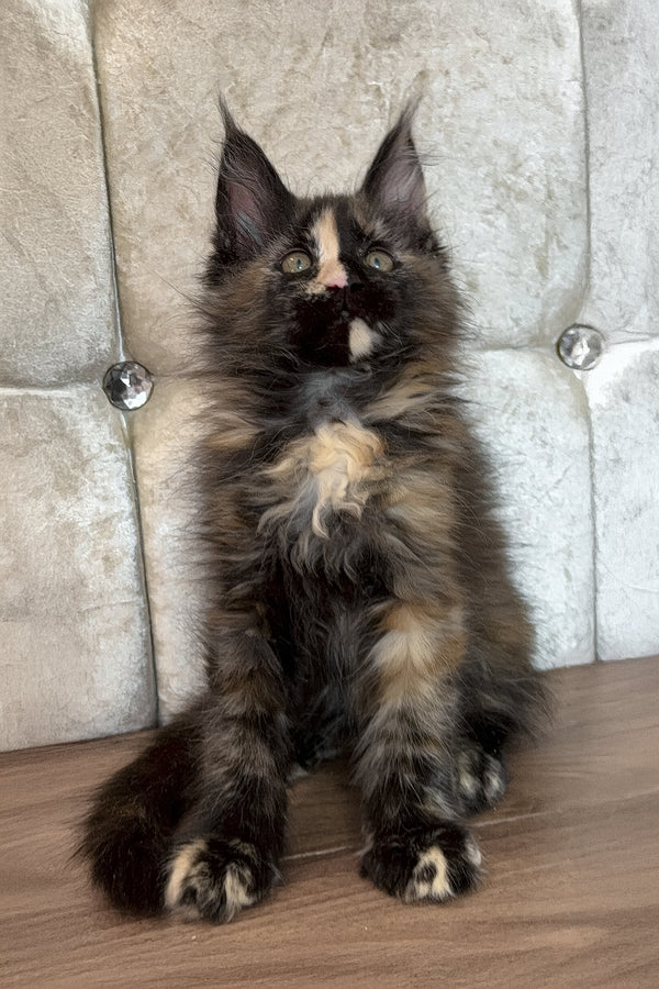 Esmi  | Maine Coon Kitten