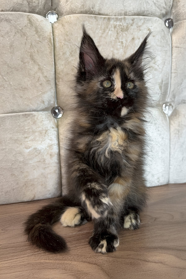 Esmi  | Maine Coon Kitten