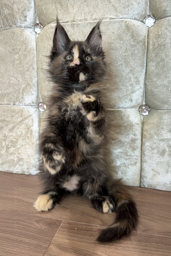 Esmi  | Maine Coon Kitten