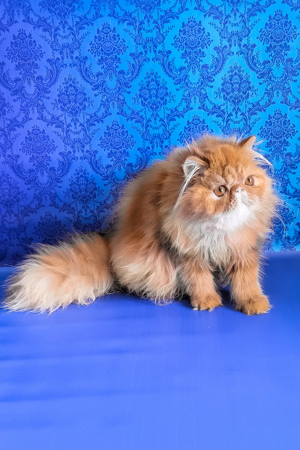 Fanta | Persian Kitten