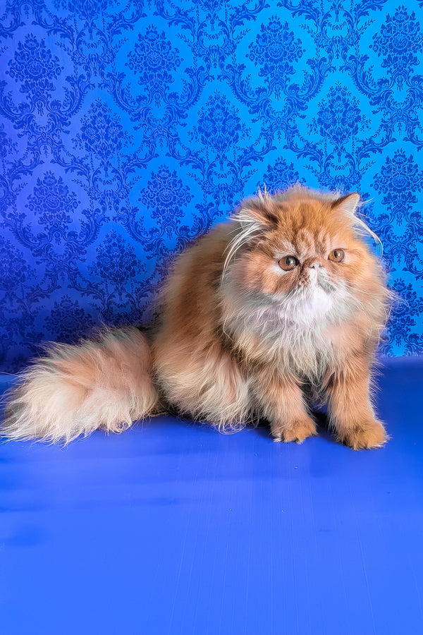 Fanta | Persian Kitten