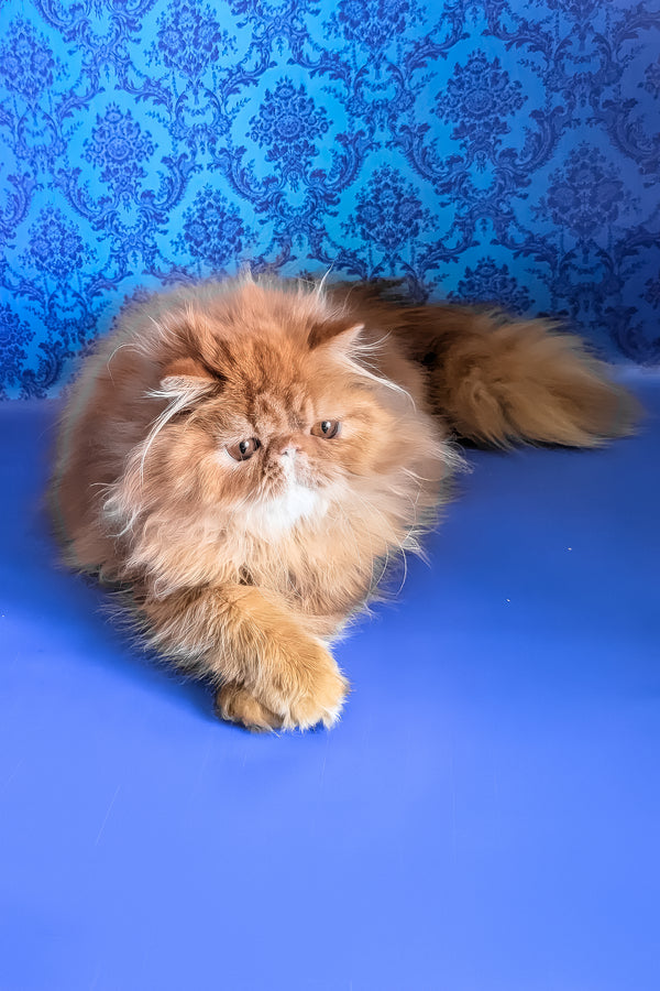 Fanta | Persian Kitten