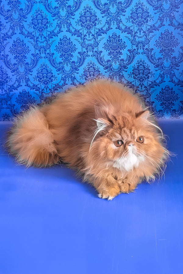 Fanta | Persian Kitten