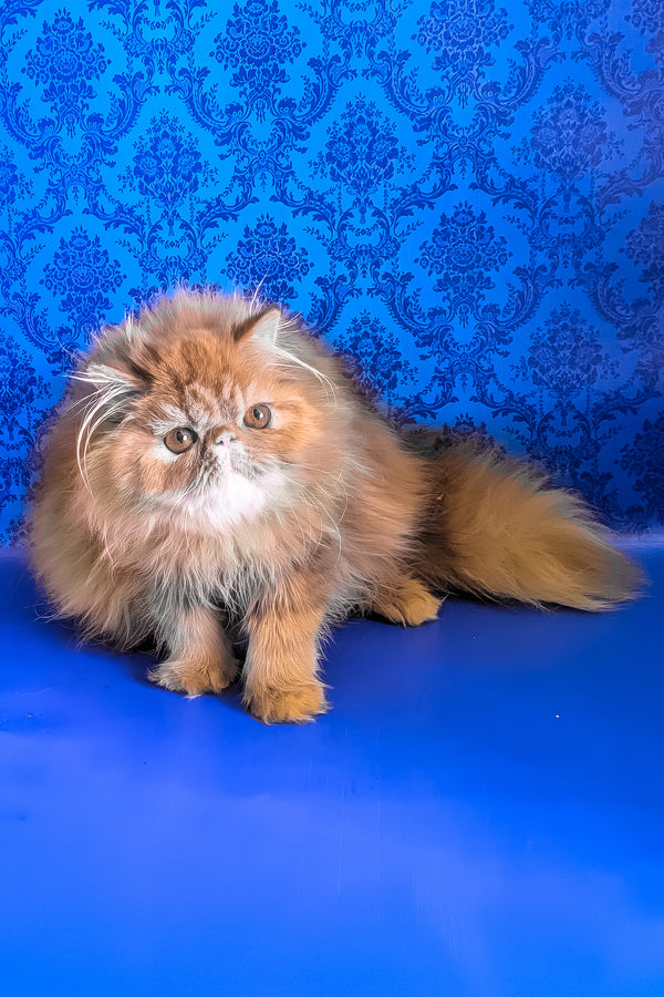 Fanta | Persian Kitten