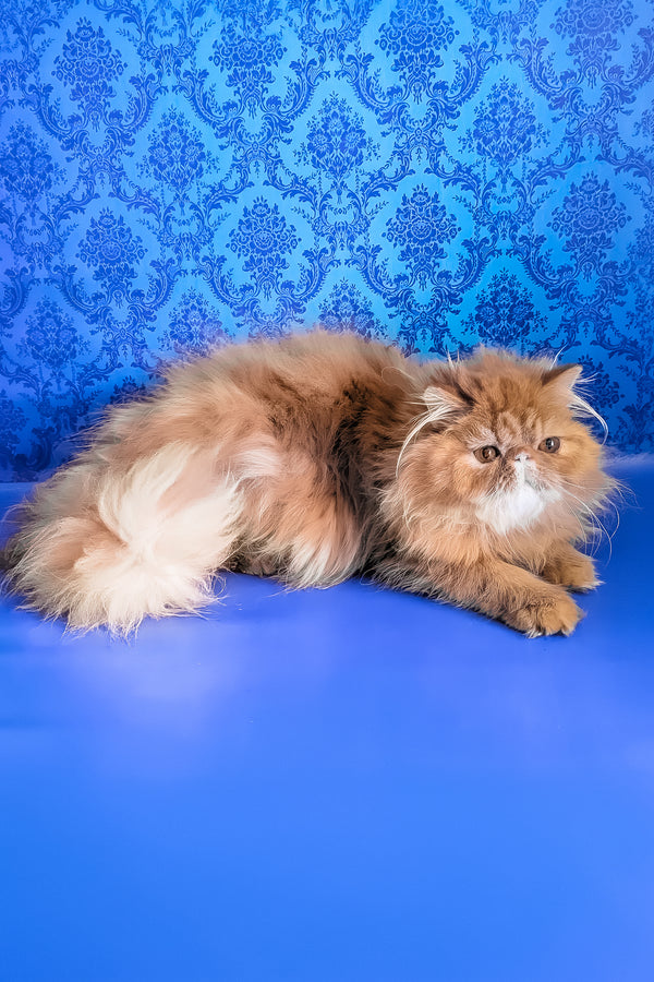 Fanta | Persian Kitten