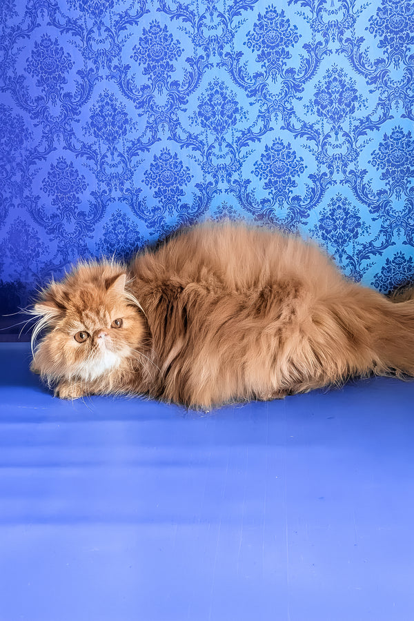 Fanta | Persian Kitten
