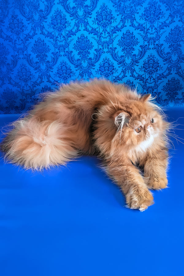 Fanta | Persian Kitten