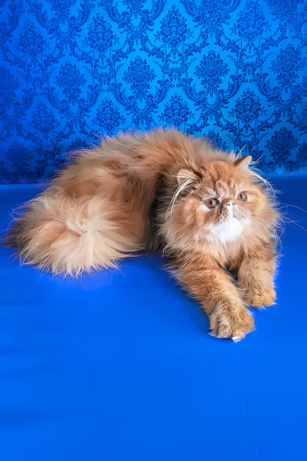 Fanta | Persian Kitten