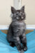 Faust | Maine Coon Kitten