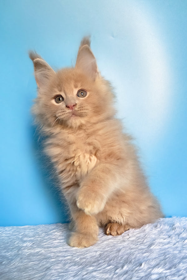 Faust | Maine Coon Kitten