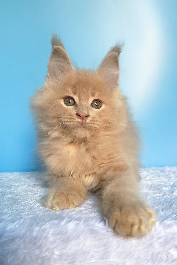 Faust | Maine Coon Kitten