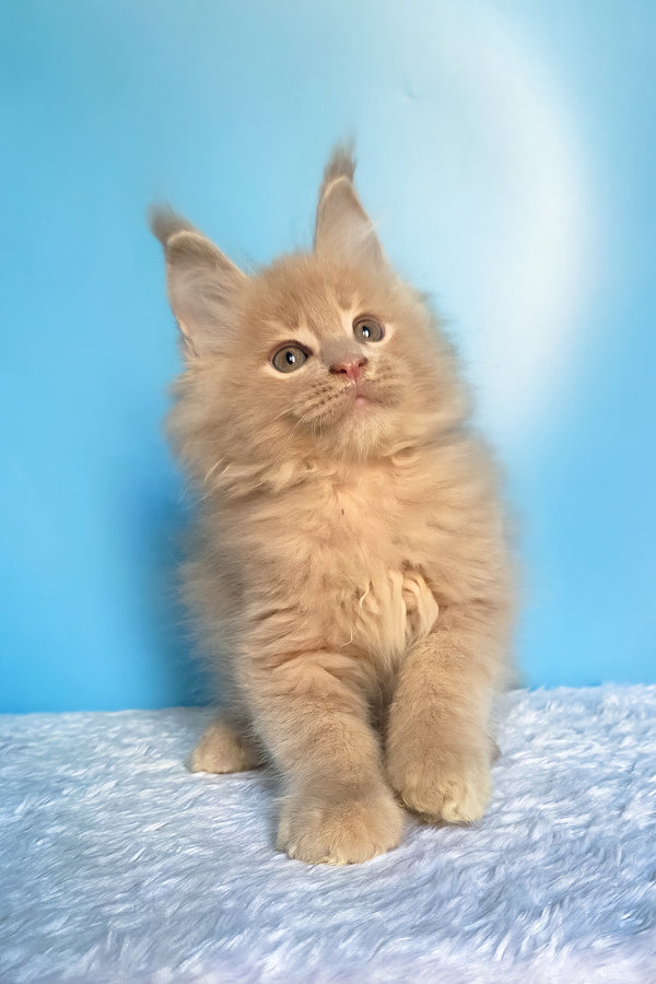 Faust | Maine Coon Kitten