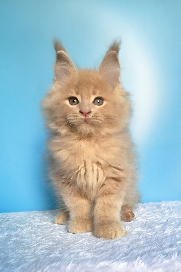 Faust | Maine Coon Kitten