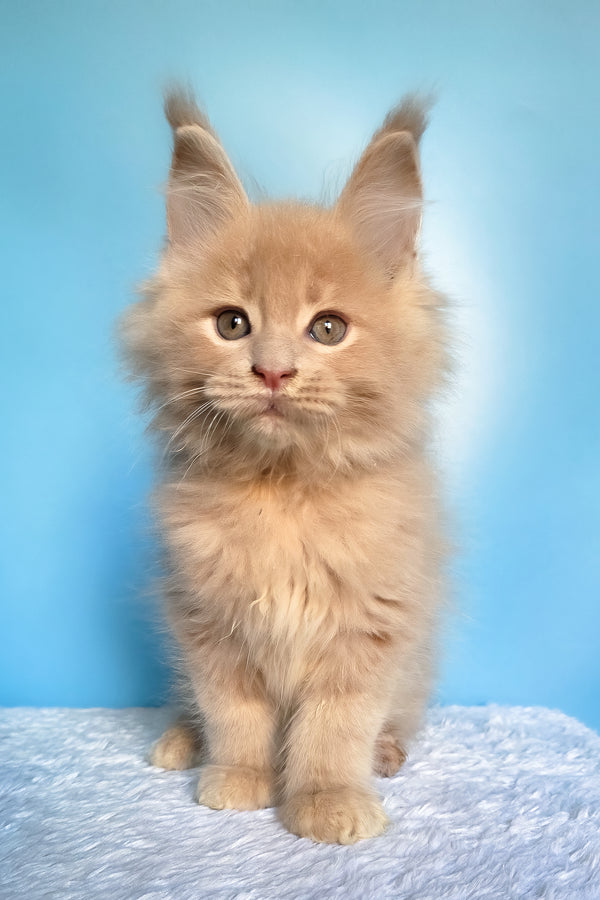 Faust | Maine Coon Kitten