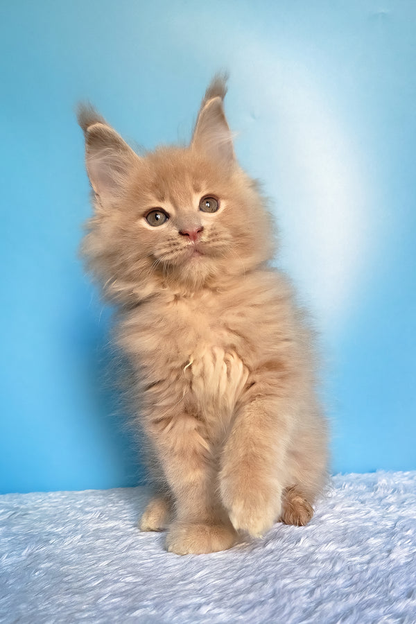 Faust | Maine Coon Kitten