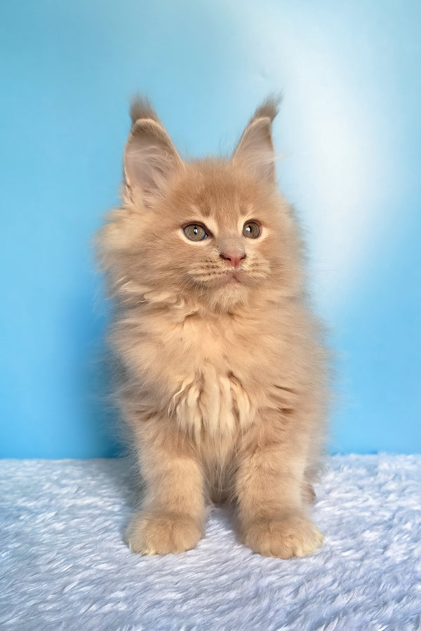Faust | Maine Coon Kitten