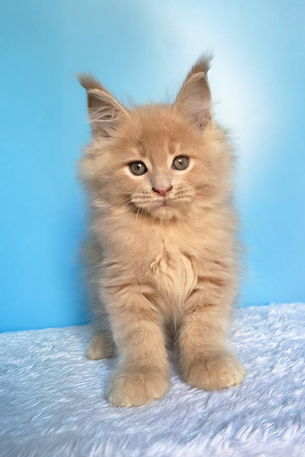 Faust | Maine Coon Kitten