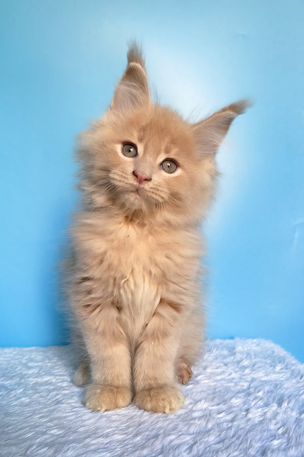 Faust | Maine Coon Kitten