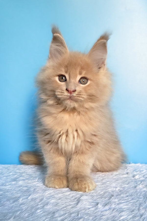 Faust | Maine Coon Kitten