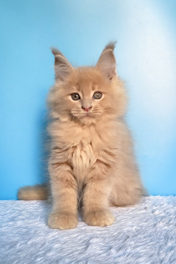 Faust | Maine Coon Kitten