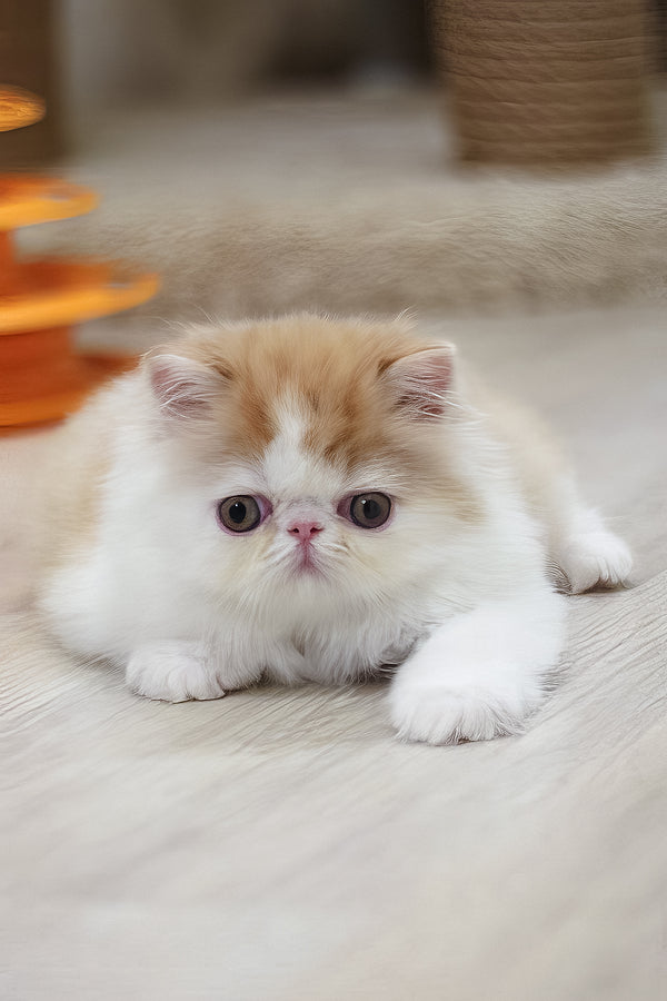 Faust | Persian Kitten