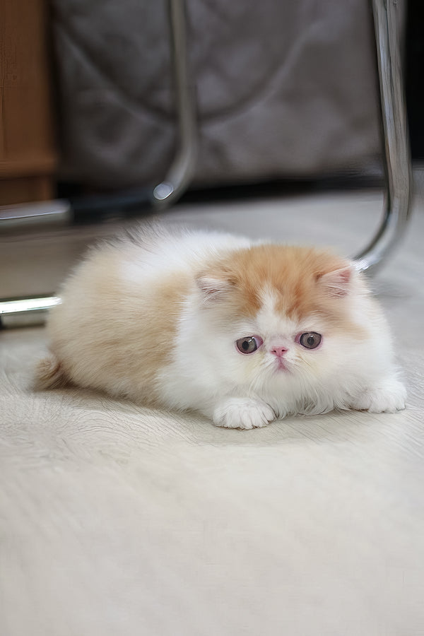 Faust | Persian Kitten