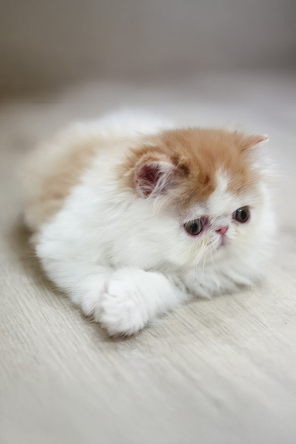Faust | Persian Kitten