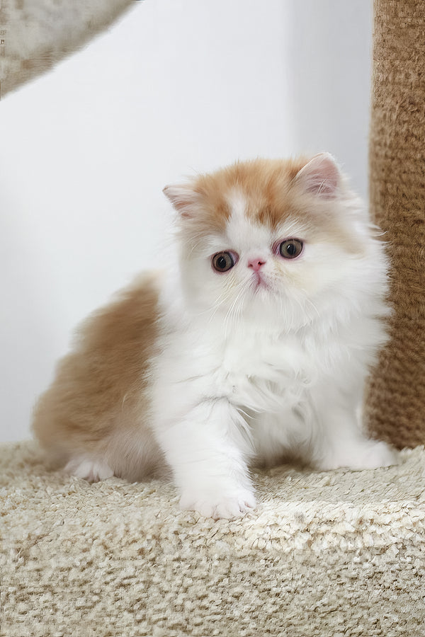 Faust | Persian Kitten