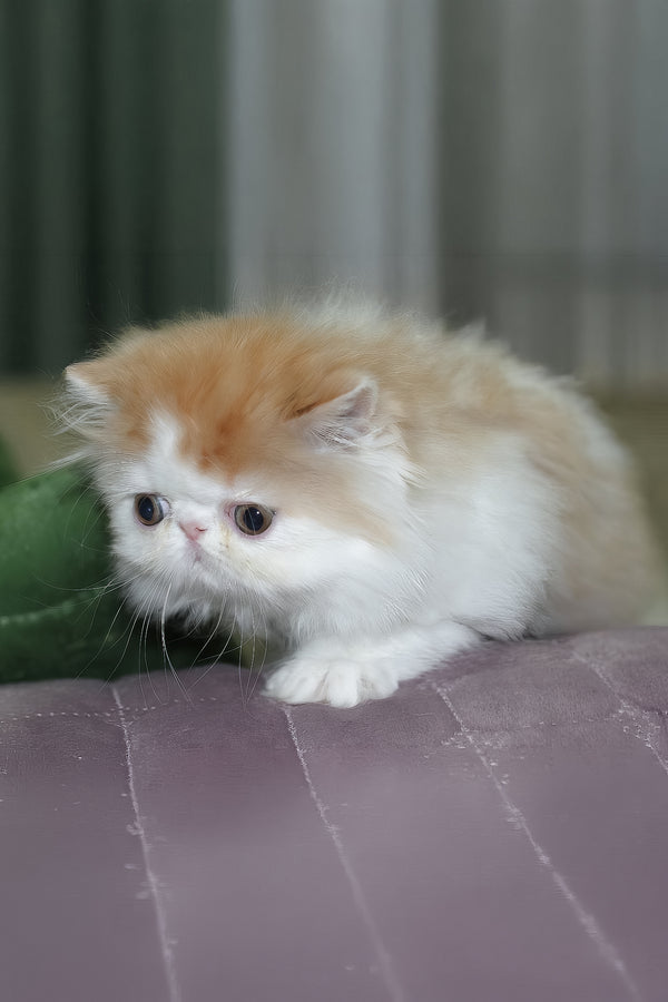 Faust | Persian Kitten