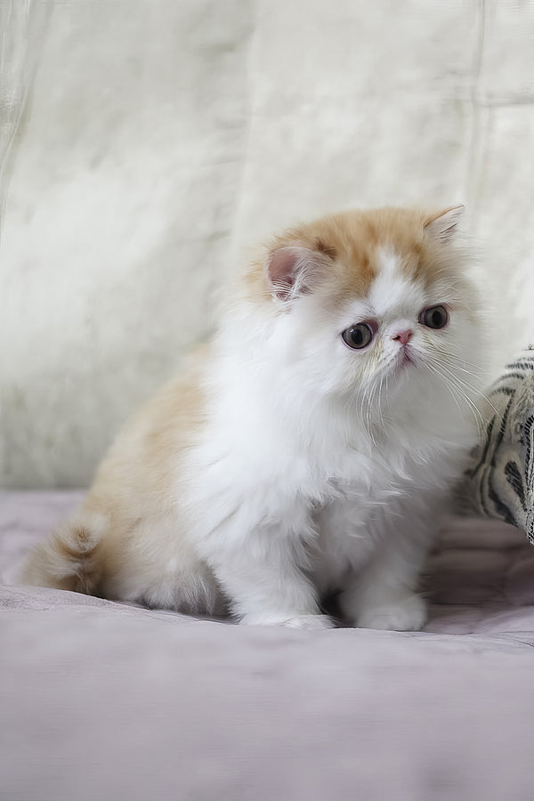 Faust | Persian Kitten