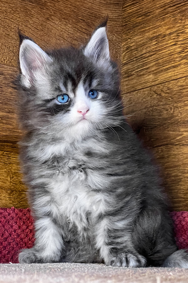 Fedot | Maine Coon Kitten
